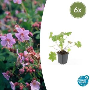 6x Geranium macr. 'Ingwersen's Var.' - ↕10-25cm - Ø9cm