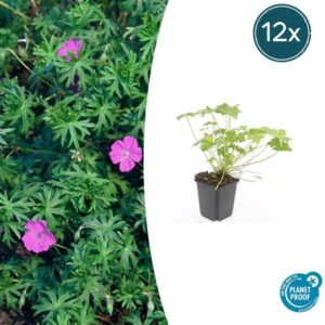 12x Geranium 'Tiny Monster' - ↕10-25cm - Ø9cm