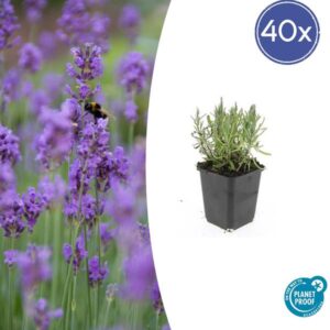 40x Lavandula ang. 'Munstead' - ↕10-25cm - Ø9cm