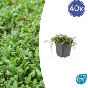 40x Leptinella squalida - ↕10-25cm - Ø9cm