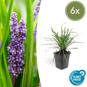 6x Liriope muscari 'Big Blue' - ↕10-25cm - Ø9cm