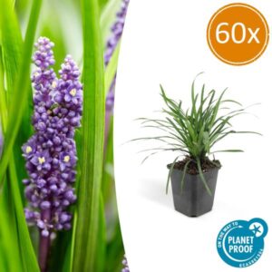 60x Liriope muscari 'Big Blue' - ↕10-25cm - Ø9cm