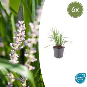 6x Liriope muscari 'Moneymaker' - ↕10-25cm - Ø9cm