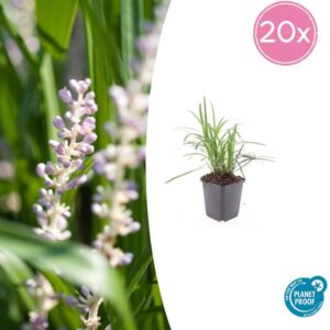 20x Liriope muscari 'Moneymaker' - ↕10-25cm - Ø9cm