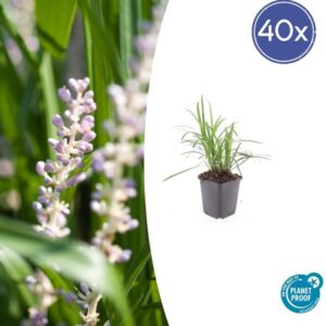 40x Liriope muscari 'Moneymaker' - ↕10-25cm - Ø9cm