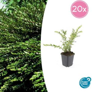 20x Lonicera pileata - ↕10-25cm - Ø9cm