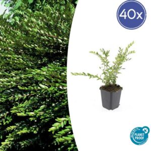 40x Lonicera pileata - ↕10-25cm - Ø9cm
