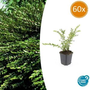 60x Lonicera pileata 'Purple Pearl' - ↕10-25cm - Ø9cm