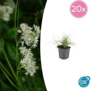 20x Luzula nivea - ↕10-25cm - Ø9cm