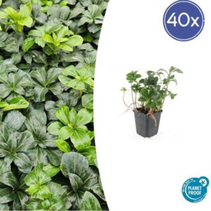 40x Pachysandra term. 'Green Sheen' - ↕10-25cm - Ø9cm