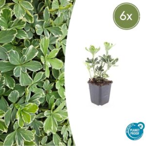 6x Pachysandra term. 'Variegata' - ↕10-25cm - Ø9cm