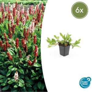 6x Persicaria aff. 'Darjeeling Red' - ↕10-25cm - Ø9cm