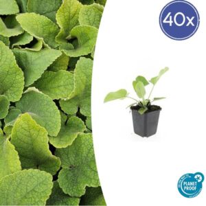 40x Phlomis russeliana - ↕10-25cm - Ø9cm