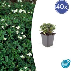 40x Potentilla tridentata 'Nuuk' - ↕10-25cm - Ø9cm