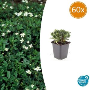 60x Potentilla tridentata 'Nuuk' - ↕10-25cm - Ø9cm