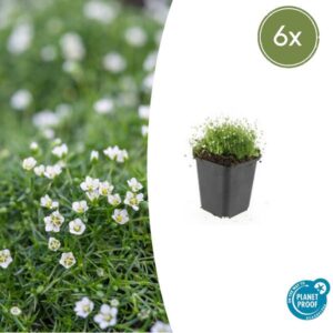 6x Sagina subulata - ↕10-25cm - Ø9cm