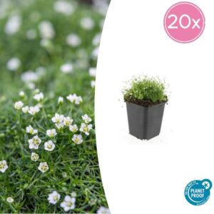 20x Sagina subulata - ↕10-25cm - Ø9cm