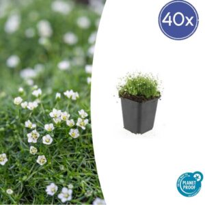 40x Sagina subulata - ↕10-25cm - Ø9cm