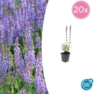 20x Salvia nem. 'Caradonna' - ↕10-25cm - Ø9cm