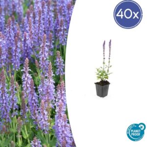 40x Salvia nem. 'Caradonna' - ↕10-25cm - Ø9cm