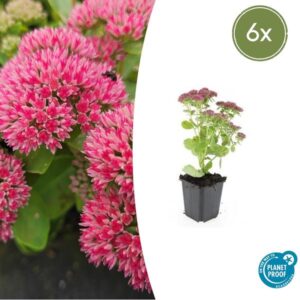 6x Sedum 'Herbstfreude' - ↕10-25cm - Ø9cm
