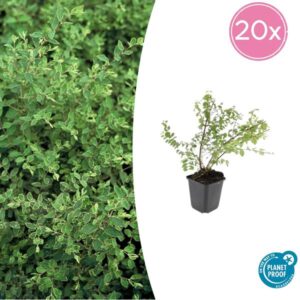 20x Symphoricarpos ch. 'Hancock' - ↕10-25cm - Ø9cm