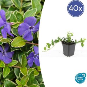 40x Vinca minor 'Argenteovariegata' - ↕10-25cm - Ø9cm