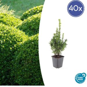 40x Buxus Sempervirens - ↕10-25cm - Ø9cm