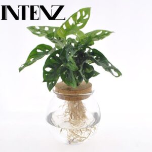 Monstera Adansonii in Bolglas + Klikkurk - Ø12cm - ↕25cm