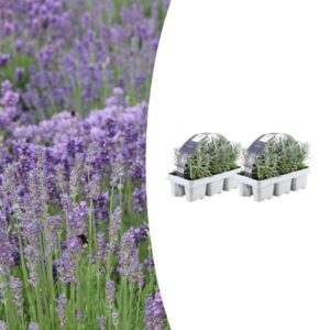 2x 6 pack Lavendel angustifolia - Ø7 cm - ↕15 cm