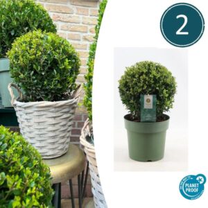 2x Ilex crenata 'Jenny' bol | set van 2 stuks | 20 cm Ø