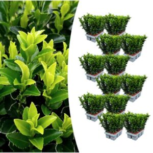 12 x 6 pack Euonymus 'Green Spire' - Ø 7 cm - ↨ 15 cm