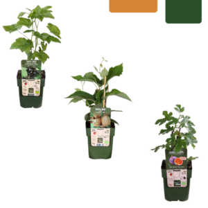 "Zoete oogst trio" BIO Fruitplanten mix set van 3 verschillende soorten