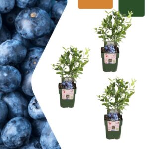 3 x Bosbessenplanten BIO - Ø 13 cm - ↨ 20 cm