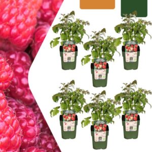 6 x biologische frambozenplanten - Ø 13 cm - ↨ 20 cm