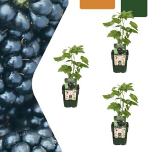 3 x Biologische bramenplanten - Ø 13 cm - ↨ 20 cm