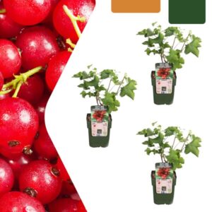 3 x Biologische Kruisbessenplanten - Ø 13 cm - ↨ 20 cm