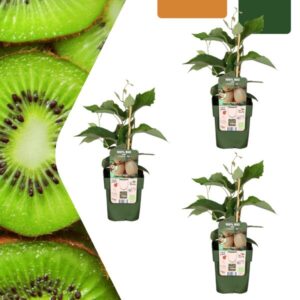 3 x Biologische kiwiplanten - Ø 13 cm - ↨ 20 cm