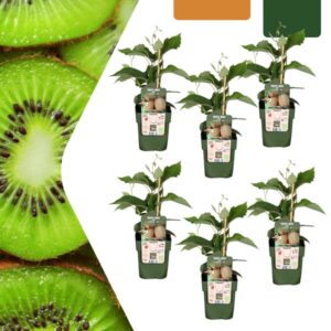 6 x Biologische kiwiplanten - Ø 13 cm - ↨ 20 cm