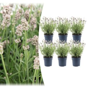6x Lavandula angustifolia Felice® - 12 cm pot - Set van 6 Lavendel planten