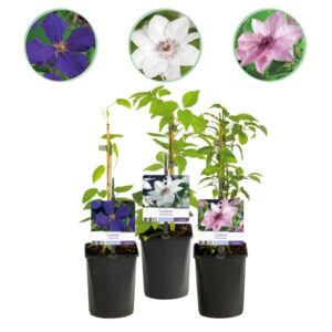 3x Clematis Tricolour - Driekleurbosrank - Paars - Roze - Wit - Klimplant - Ø9cm - ↕35cm