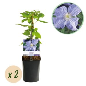 Green boutiQ - Klimplant - Clematis Blue Angel - Bloem Licht Blauw - Weinig onderhoud -2 planten - Pot 11cm Hoogte 40cm