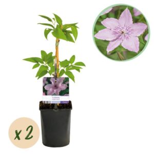 Green boutiQ - Klimplant - Clematis Hagley Hybrid - Bloem Roze - Weinig onderhoud -2 planten - Pot 11cm Hoogte 40cm