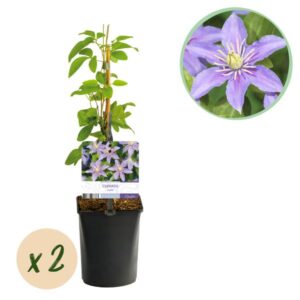 Green boutiQ - Klimplant - Clematis Justa - Bloem Licht Blauw - Weinig onderhoud -2 planten - Pot 11cm Hoogte 40cm