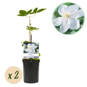 Klimplant - Clematis Madame Le Coultre - bloem wit - Weinig onderhoud -2 planten - Pot 11cm Hoogte 40cm
