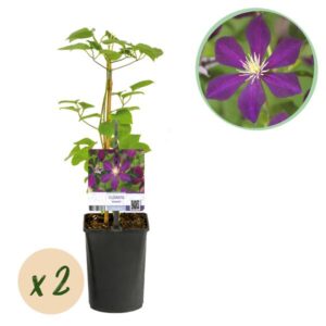 Green boutiQ - Klimplant - Clematis Mikelite - Bloem Paars - Weinig onderhoud -2 planten - Pot 11cm Hoogte 40cm