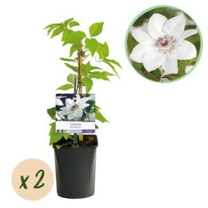 2x Klimplant Clematis Miss Bateman - Clematis Miss Bateman - Wit - Klimplant - Ø9cm - ↕35cm