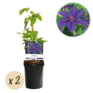 Green boutiQ - Klimplant - Clematis Mrs. N. Thompson - Bloem Roze - Weinig onderhoud - 2 planten - Pot 11cm Hoogte 40cm