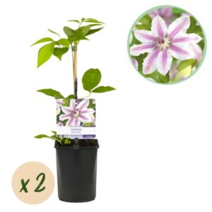 2x Clematis Nelly Moser - Bosrank Nelly Moser - Wit - Roze - Klimplant - Ø9cm - ↕35cm