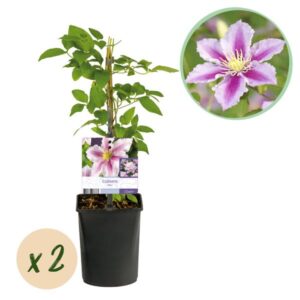 Green boutiQ - Klimplant - Clematis Piilu - Bloem Roze - Weinig onderhoud -2 planten - Pot 11cm Hoogte 40cm